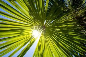 ai gerado tropical Palma folhas fechar-se verão fundo. ai gerado foto