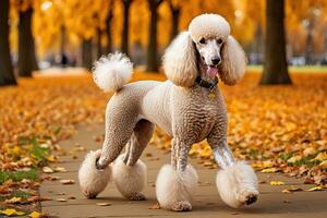 ai gerado uma padrão poodle dentro a parque com Está rabo acima foto