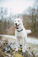 branco siberian rouco Princesa em repouso em uma grande caído árvore e posando para a Câmera. sorrir do fêmea cachorro a partir de agradável clima. Ostrava, tcheco república foto