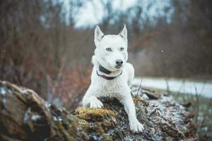 branco siberian rouco Princesa em repouso em uma grande caído árvore e posando para a Câmera. sorrir do fêmea cachorro a partir de agradável clima. Ostrava, tcheco república foto