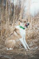 retrato do uma branco e Castanho cachorro é sentado dentro a campo. posando a cachorro para a Câmera. orgulhoso proprietário. Ostrava, tcheco república foto