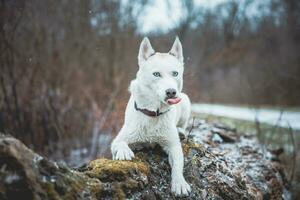 branco siberian rouco Princesa em repouso em uma grande caído árvore e posando para a Câmera. sorrir do fêmea cachorro a partir de agradável clima. Ostrava, tcheco república foto