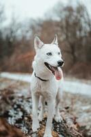 branco siberian rouco Princesa em repouso em uma grande caído árvore e posando para a Câmera. sorrir do fêmea cachorro a partir de agradável clima. Ostrava, tcheco república foto