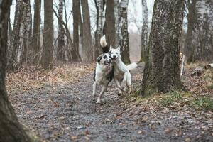 dois siberian rouco irmãos corrida ao longo uma floresta caminho. competitivo cachorros corrida uma corrida. Ostrava, tcheco república, central Europa foto