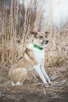 retrato do uma branco e Castanho cachorro é sentado dentro a campo. posando a cachorro para a Câmera. orgulhoso proprietário. Ostrava, tcheco república foto