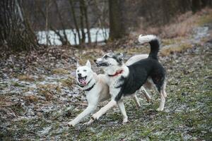 dois siberian rouco irmãos corrida ao longo uma floresta caminho. competitivo cachorros corrida uma corrida. Ostrava, tcheco república, central Europa foto