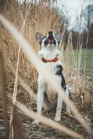 retrato do uma Preto e branco siberian rouco é sentado dentro a campo. posando a cachorro para a Câmera. orgulhoso proprietário. Ostrava, tcheco república foto