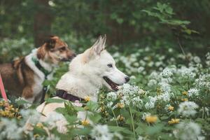 branco siberian rouco com piercing azul olhos em pé dentro uma floresta cheio do Urso alho flores. sincero retrato do uma branco neve cachorro foto