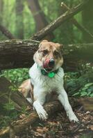 retrato do uma branco e Castanho cachorro com uma triste expressão dentro uma bosque coberto com floração Urso alho. engraçado Visualizações do quadrúpede animais de estimação foto