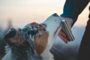 retrato do a australiano pastor cachorro bebendo água a partir de dele proprietário às pôr do sol em topo do uma montanha dentro beskydy montanhas, tcheco república foto