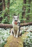 Preto e branco híbrido husky-malamute desfrutando dele fique dentro uma bosque meio Ambiente coberto com Urso alho. diferente expressões do a cachorro. liberdade para animal foto