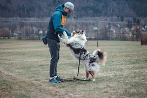 jovem cinologista, uma cachorro treinador trens uma quadrúpede animal australiano pastor dentro básico comandos usando guloseimas. amor entre cachorro e humano foto