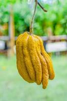 citrus medica var. sarcodactylus, cidra com dedos da mão de Buda, fruta é perfumada para perfume foto