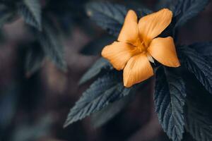 lindo Damiana flor ou turnera diffusa . Sombrio temperamental sentir foto