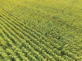 aéreo Visão do agrícola Campos floração oleaginosa. campo do s foto