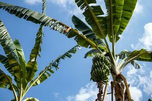 banana árvore com uma grupo do crescendo bananas em azul céu fundo foto