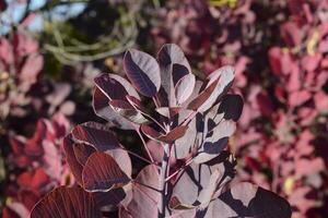 outono cor folhas do cotinus coggygria. foto