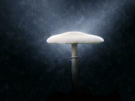 branco venenoso cogumelos dentro a chuvas.. foto