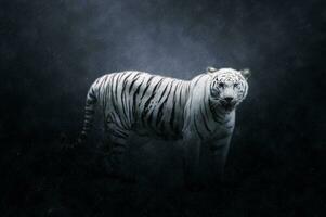 branco tigre dentro a chuvas. foto