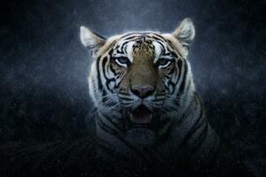 retrato de um tigre de Bengala. foto