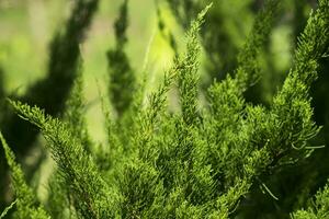 ramos espinhosos verdes de uma árvore de peles ou pinheiro foto