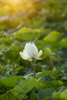 lindo branco lótus flor. foto