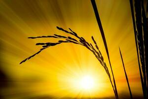 silhuetas do arroz plantar dentro pôr do sol. foto