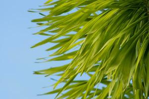 fechar acima folhas do foxtail Palma. foto