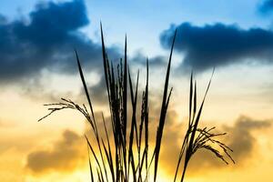 silhuetas do arroz plantar dentro pôr do sol. foto