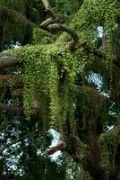 disquídia nummularia Variegata em árvore. foto