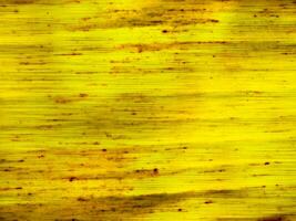 amarelo banana folha fundo abstrato foto