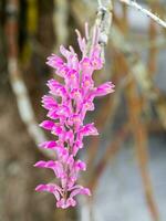 fechar-se do Rosa orquídeas. foto