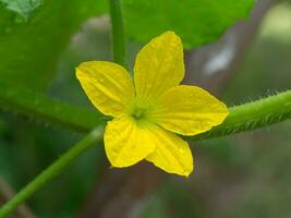 flor da agricultura orgânica, fruta de melão está crescendo na fazenda. foto