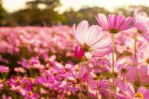 cosmos flores dentro a campo com tarde luz solar. foto