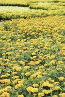 campo do colorida ramalhete do lindo cosmos flor dentro jardim para agricultura conceito Projeto com seletivo foco foto