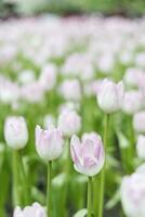 campo do colorida lindo ramalhete do tulipa flor dentro jardim para cartão postal decoração e agricultura conceito Projeto com seletivo foco foto