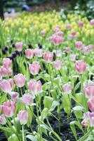 campo do colorida lindo ramalhete do tulipa flor dentro jardim para cartão postal decoração e agricultura conceito Projeto com seletivo foco foto
