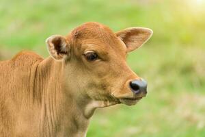 vacas estão olhando para atirar. foto