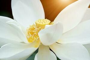 lindo branco lótus flor com luz solar. foto