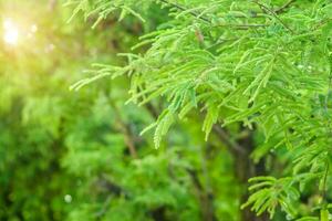 verde Tamarindo folhas em galhos com luz solar às Primavera temporada. foto