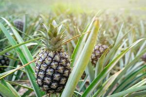 abacaxi tropical fruta crescendo dentro a jardim com luz solar foto