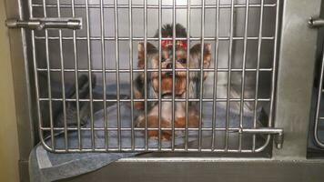pequeno poodle dentro uma cela às uma veterinário clínica. foto