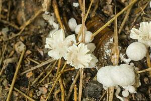 uma grupo do venenoso cogumelos foto