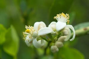 Lima Flor flores em uma ramo. foto