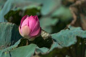Rosa lótus flor florescendo dentro a natureza. foto