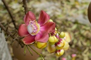 bala de canhão flor couroupita guianensis. foto