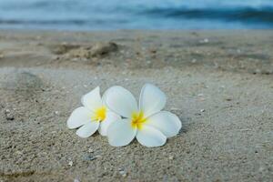 branco plumeria ou frangipani flor em a de praia. foto