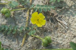 amarelo flores do tribulus terrestris plantar. foto