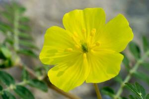 amarelo flores do tribulus terrestris plantar. foto