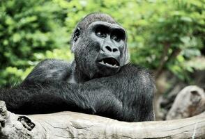 uma gorila é sentado em uma registro dentro a jardim zoológico foto